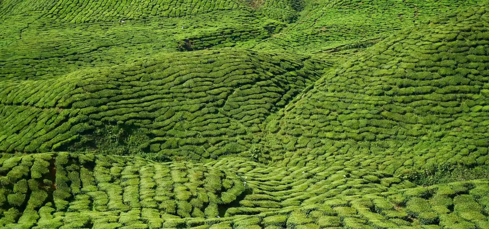 Rolling tea gardens